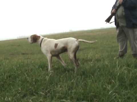 Cane Pointer in ferma su una Starna