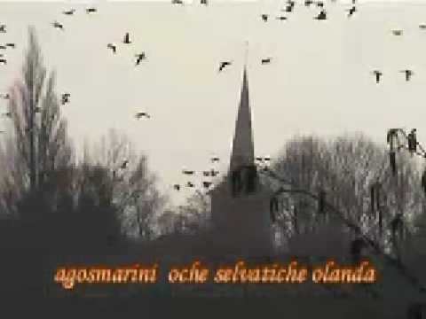 Oche Selvatiche in olanda