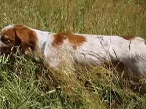 Cani da caccia, addestramento ferma