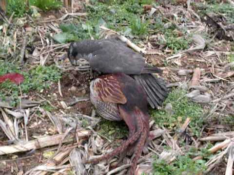 Astore cattura faggiano maschio