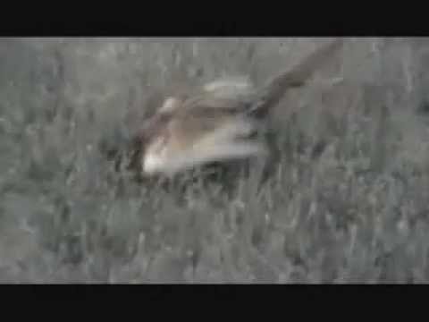 Falco pellegrino VS faggiano