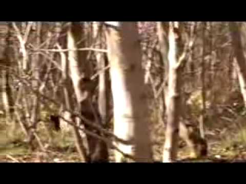 Caccia alla beccaccia