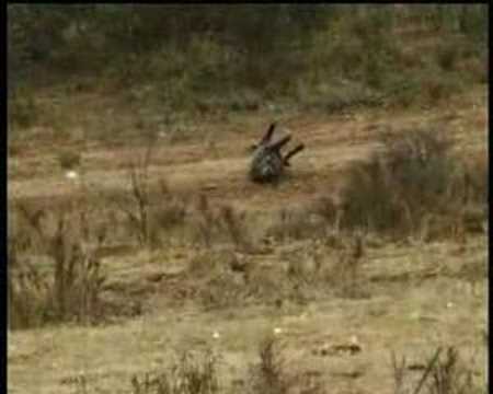 La morte del cinghiale