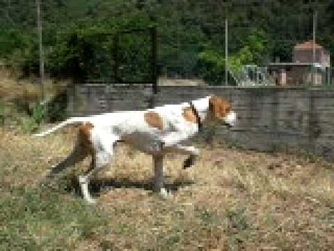 Cane da caccia da ferma