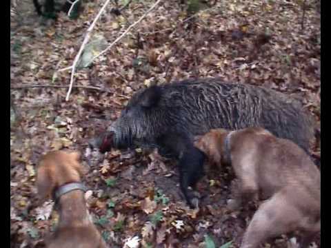 Caccia al Cinghiale