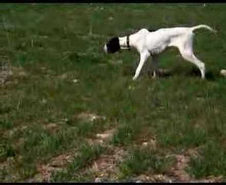 Cane da Caccia in Azione