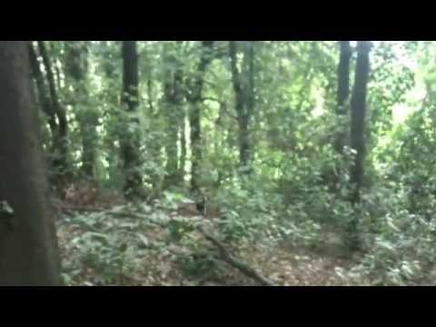 Cane da Caccia in Addestramento