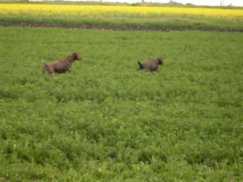 Kurzhaar da caccia in allenamento