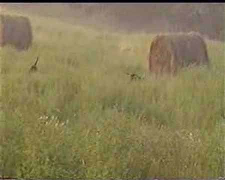 Segugi Italiani in addestramento su lepre