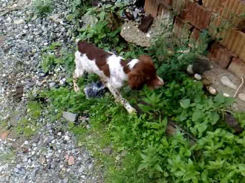 Cucciolo di Breton in ferma