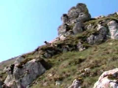 Setter in ferma su Coturnice