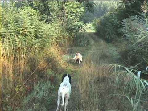 fagiano pedinatore e cani tenaci.