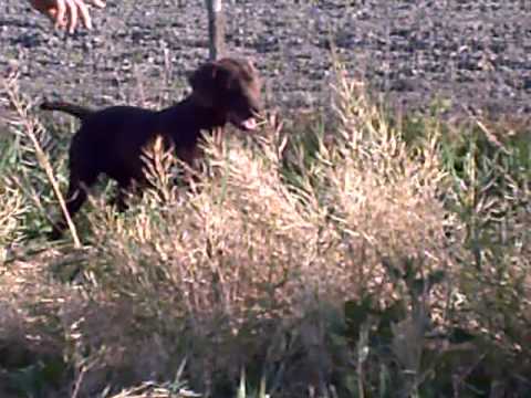 Cane da Caccia Kurzhaar