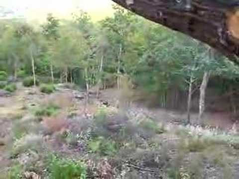 Cinghiali in Casentino