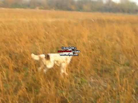 Setter su pernice rossa