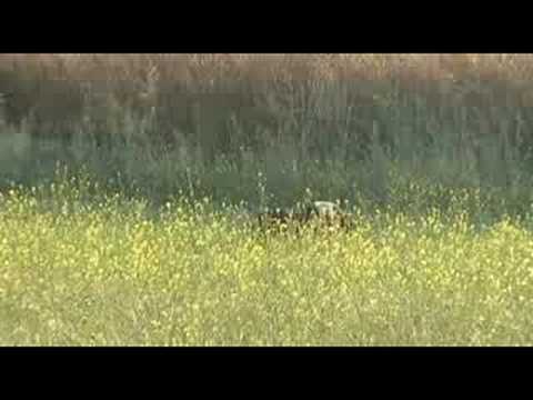 Segugi in addestramento su Lepre