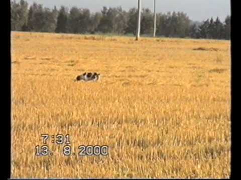 Gara di Caccia alla Quaglia