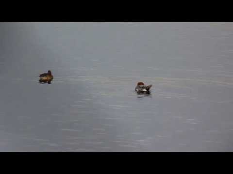 Acquatici : I Fischioni