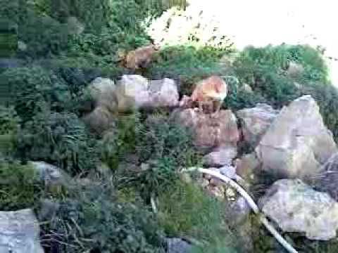 Caccia al coniglio con cirneco