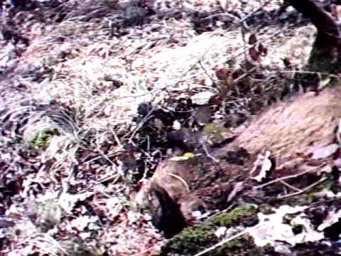 video di caccia al cinghiale