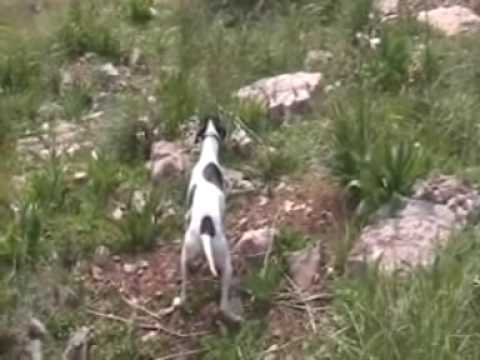 Caccia alle Coturnici