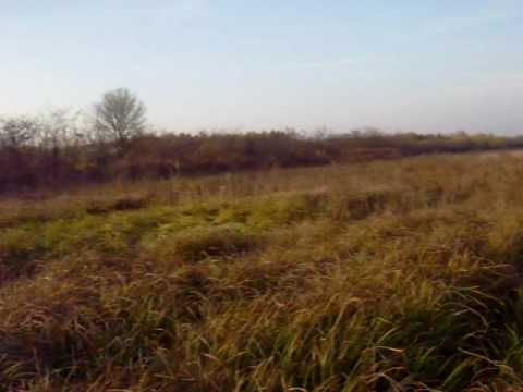 Cane da Caccia in ferma su fagiano