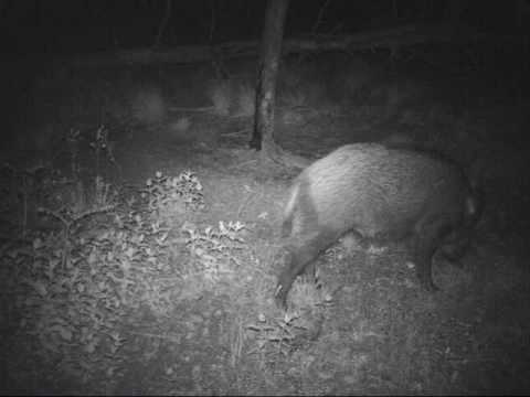 CINGHIALI IN PASTURA