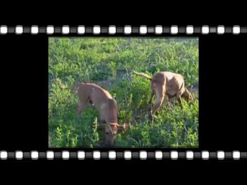 CANI DA CACCIA SEGUGI IN ADDESTRAMENTO