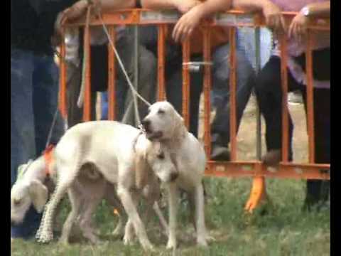 Esposizione Segugi al Game Fair dello scorso anno