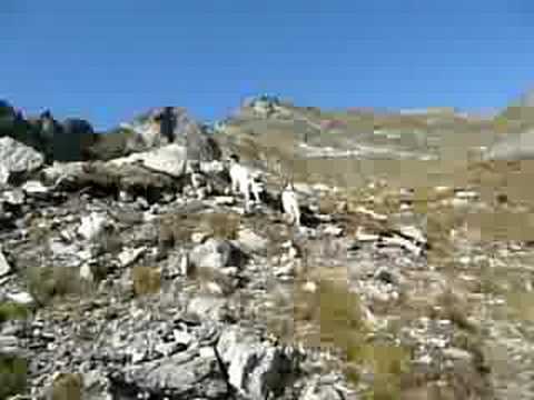 setter inglese in cerca di coturnici sulle alpi