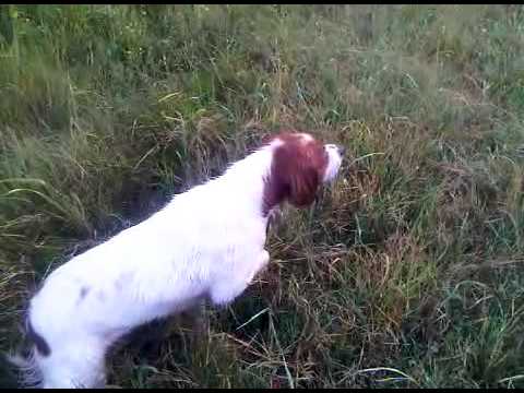 Epagneul Breton in Ferma su Quaglia vera