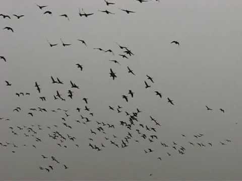 Volo di Oche selvatiche e Pavoncelle