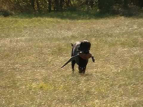 Labrador training