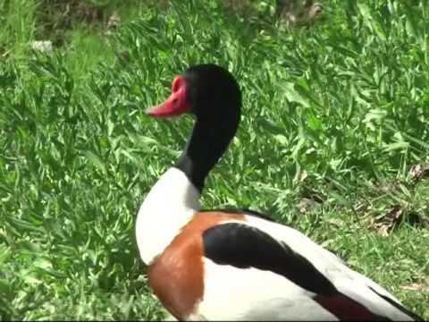 Un maschio di volpoca(Tadorna tadorna) e una femmina di casarca(Tadorna ferruginea)