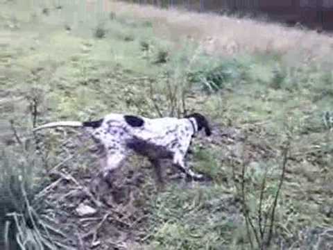 POINTER in ferma su quaglia