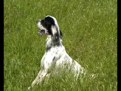 Caccia con il Setter