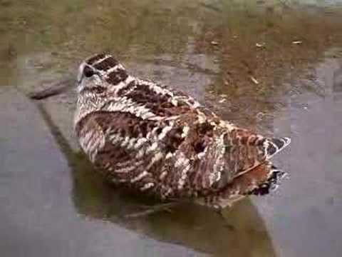Beccaccia, Woodcock (Scolopax rusticola) Skovsneppe