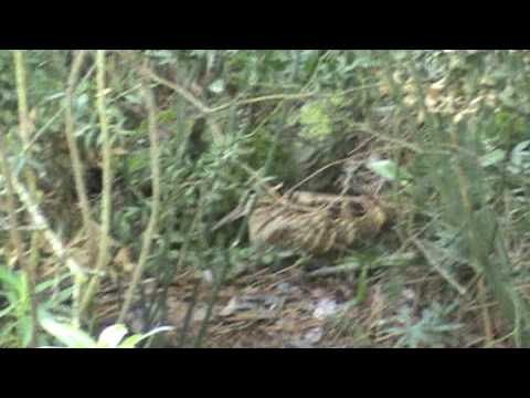 Breton Turvy e la beccaccia nervosa-Woodcock-becasse-REGINE