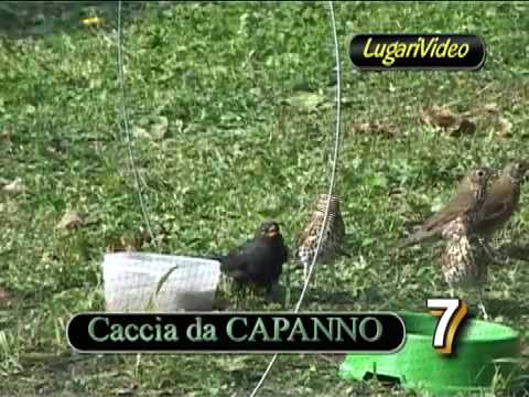 Caccia dal Capanno