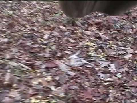 Caccia alla Beccaccia in Crimea