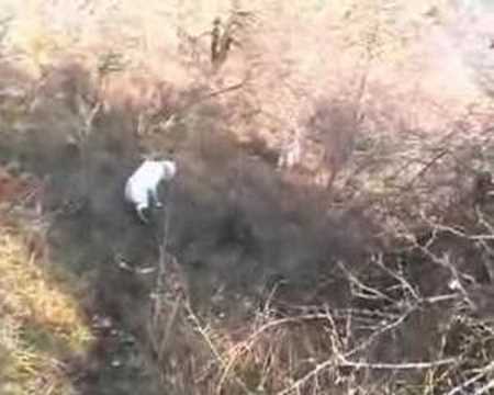 CACCIA: CANI E BECCACCE