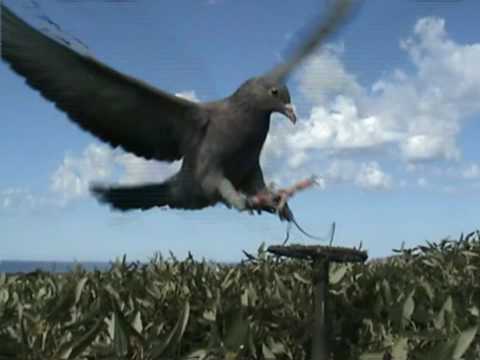 COLOMBACCI AL CAPANNO