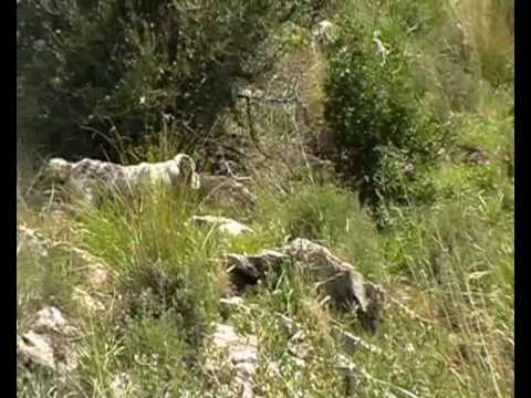 Caccia alla Coturnice Siciliana