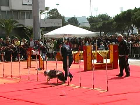 ESPOSIZIONE INTERNAZIONALE CANINA DI CAGLIARI