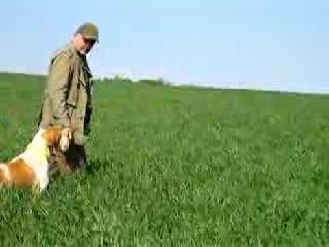 Cane da Caccia Bracco Italiano