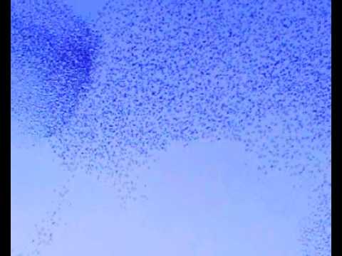 Nuvola di Stormi a Roma