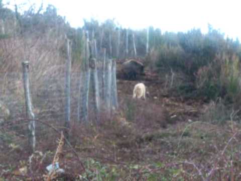 CACCIA AL CINGHIALE IN CALABRIA