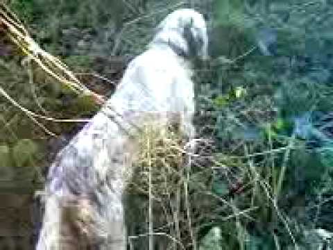 Cane da Caccia per Beccacce