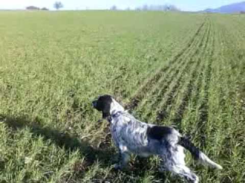 Cane da Caccia in Ferma e Guida su Fagiana