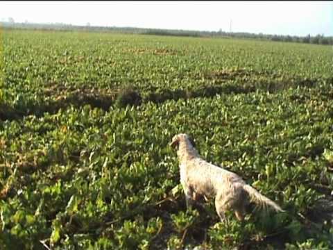 Starne di pianura e fagiani.
